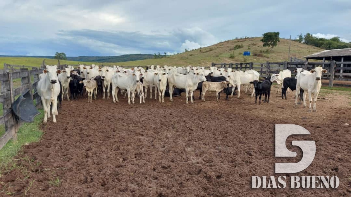 COMPRE FAZENDA MT - 906 ALQ